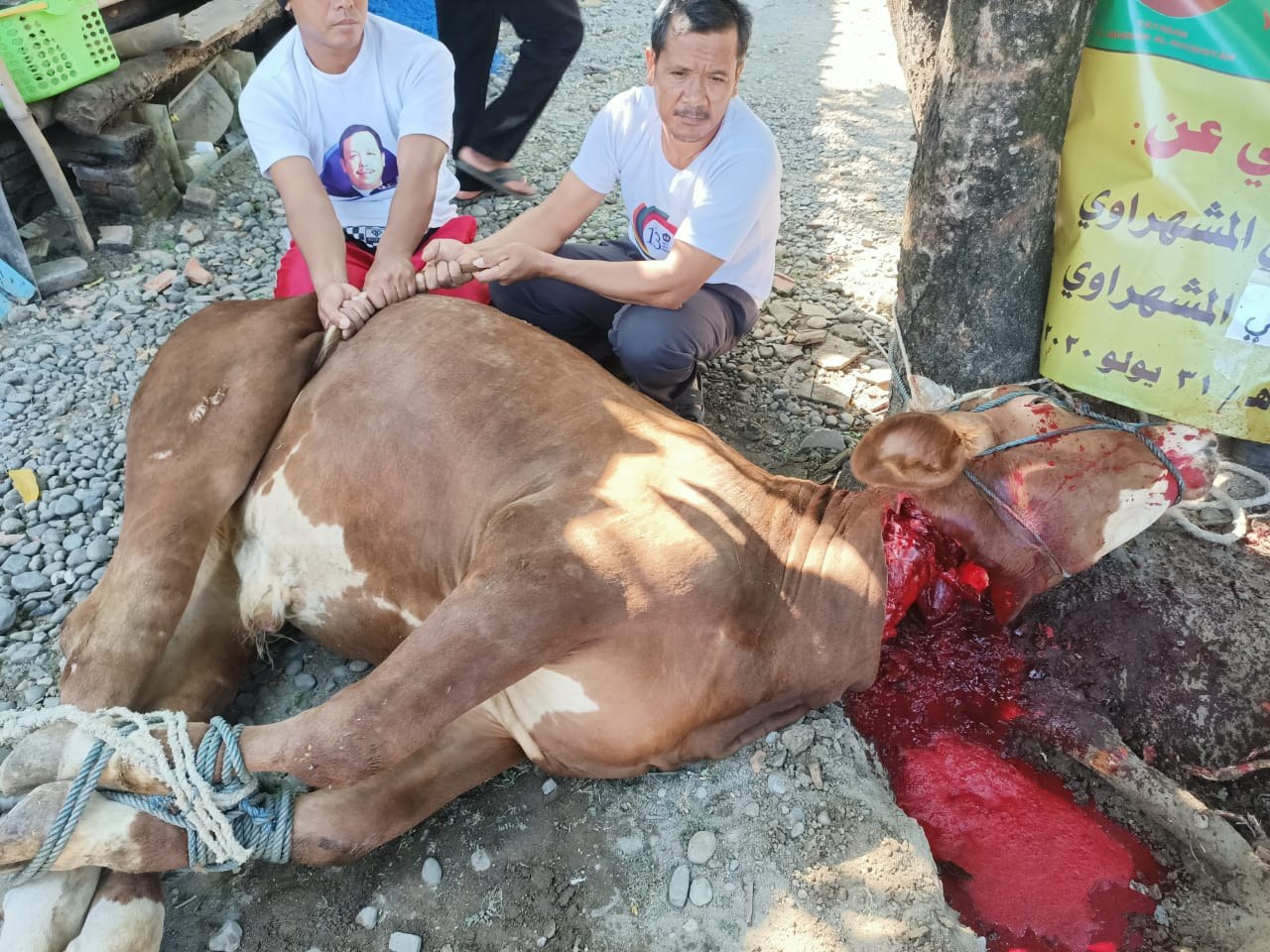 رجال يمسكون ببقرة ممددة تحت الأشجار